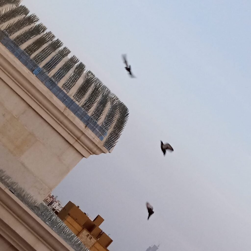 فني يركب شبك طارد للحمام على سور منزل في الرياض