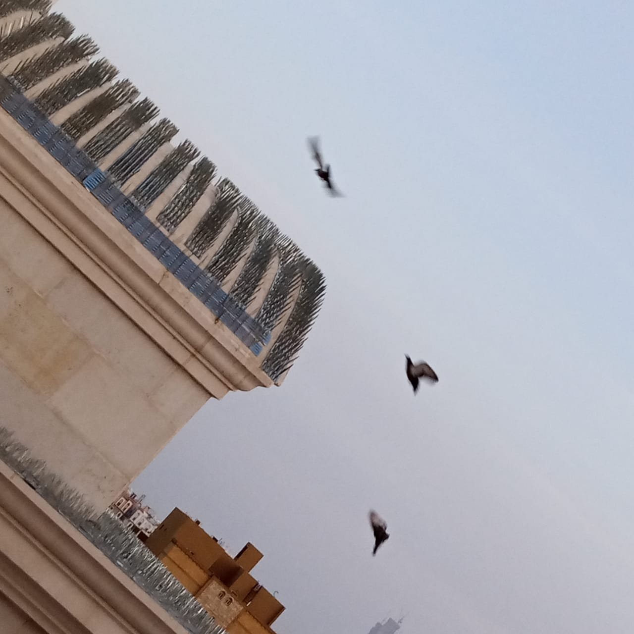 فني يركب شبك طارد للحمام على سور منزل في الرياض