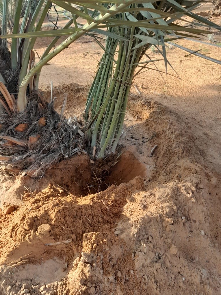 نخيل واشنطونيا في الرياض
